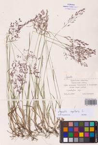 Agrostis capillaris L., Eastern Europe, Western region (E3) (Russia)