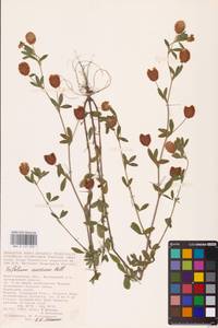 Trifolium aureum Pollich, Eastern Europe, Lower Volga region (E9) (Russia)