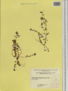 Polygonum humifusum Mert. ex C. Koch, Siberia, Chukotka & Kamchatka (S7) (Russia)