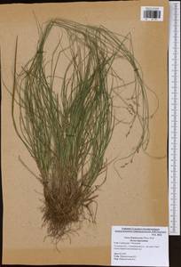 Carex brunnescens (Pers.) Poir., Eastern Europe, Central region (E4) (Russia)