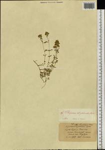 Thymus mongolicus (Ronniger) Ronniger, Siberia, Central Siberia (S3) (Russia)