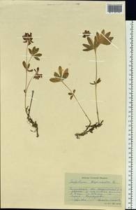 Trifolium lupinaster L., Siberia, Western Siberia (S1) (Russia)