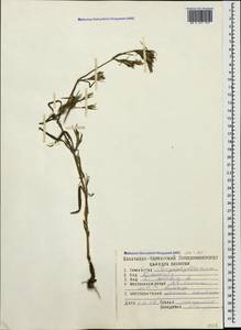 Dianthus armeria L., Caucasus, North Ossetia, Ingushetia & Chechnya (K1c) (Russia)