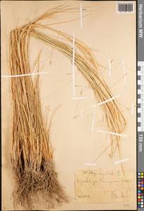 Stipa capillata L., Middle Asia, Western Tian Shan & Karatau (M3) (Uzbekistan)