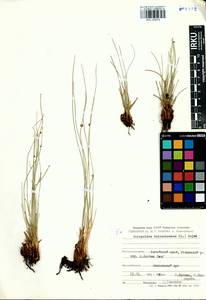 Scirpoides holoschoenus (L.) Soják, Siberia, Altai & Sayany Mountains (S2) (Russia)