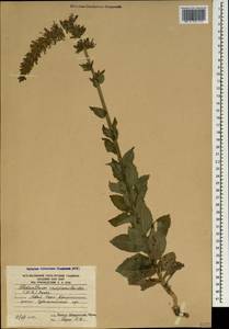 Asyneuma campanuloides (M.Bieb. ex Sims) Bornm., Caucasus, South Ossetia (K4b) (South Ossetia)