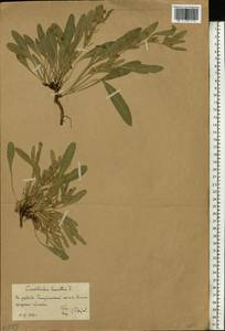 Convolvulus lineatus L., Eastern Europe, Lower Volga region (E9) (Russia)