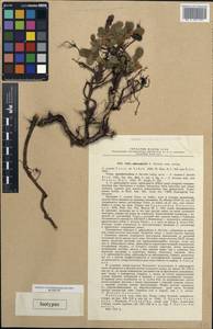 Salix sphenophylla A. K. Skvortsov, Siberia, Chukotka & Kamchatka (S7) (Russia)