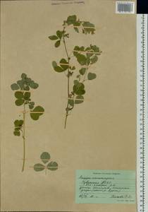 Medicago platycarpos (L.) Trautv., Siberia, Altai & Sayany Mountains (S2) (Russia)