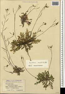 Diplotaxis muralis (L.) DC., Crimea (KRYM) (Russia)