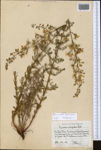 Hypericum elongatum subsp. apiculatum N.K.B. Robson, Middle Asia, Western Tian Shan & Karatau (M3) (Uzbekistan)