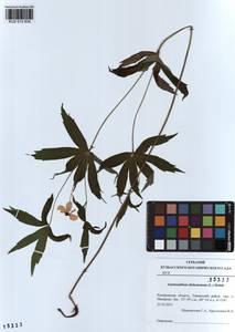 Anemonastrum dichotomum (L.) Mosyakin, Siberia, Altai & Sayany Mountains (S2) (Russia)
