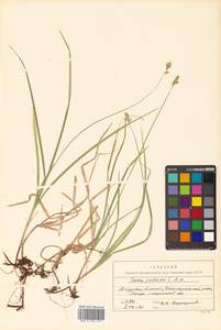 Carex accrescens Ohwi, Siberia, Russian Far East (S6) (Russia)