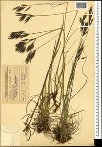 Bromus variegatus M.Bieb., Caucasus, Krasnodar Krai & Adygea (K1a) (Russia)