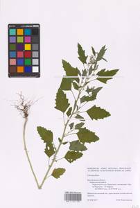 Chenopodium, Eastern Europe, Central forest-and-steppe region (E6) (Russia)