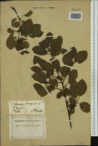 Frangula alnus Mill., Western Europe (EUR) (Germany)
