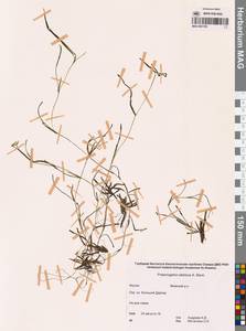 Potamogeton sibiricus A.Benn., Siberia, Yakutia (S5) (Russia)