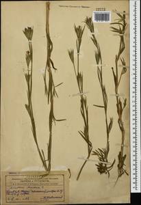 Dianthus armeria L., Caucasus, Azerbaijan (K6) (Azerbaijan)