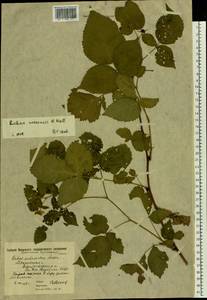 Rubus nessensis Hall, Eastern Europe, Moscow region (E4a) (Russia)