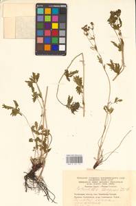 Potentilla longipes Ledeb., Eastern Europe, Eastern region (E10) (Russia)