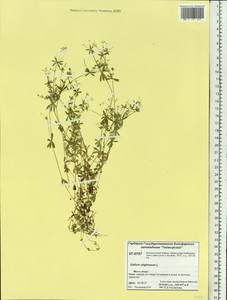 Galium uliginosum L., Siberia, Central Siberia (S3) (Russia)