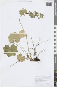Alchemilla oxyodonta (Buser) C. G. Westerl., Eastern Europe, Northern region (E1) (Russia)