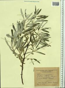 Elaeagnus angustifolia L., Eastern Europe, South Ukrainian region (E12) (Ukraine)