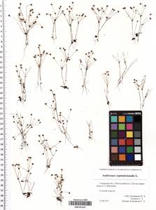 SMR001652, Androsace septentrionalis L., Eastern Europe, Middle Volga region (E8) (Russia)