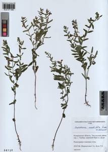 Scutellaria scordiifolia Fisch. ex Schrank, Siberia, Altai & Sayany Mountains (S2) (Russia)