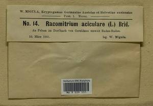 Codriophorus acicularis (Hedw.) P. Beauv., Bryophytes, Bryophytes - Western Europe (BEu) (Germany)