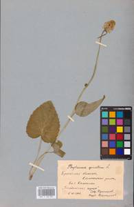 Phyteuma spicatum L., Eastern Europe, Belarus (E3a) (Belarus)