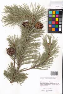 Pinus mugo Turra, Eastern Europe, Moscow region (E4a) (Russia)