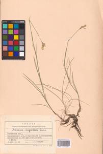 Eremogone saxatilis (L.) Ikonn., Eastern Europe, Central forest-and-steppe region (E6) (Russia)