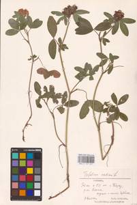 Trifolium medium L., Eastern Europe, Estonia (E2c) (Estonia)