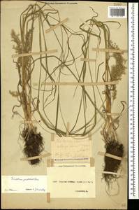 Trisetum flavescens (L.) P.Beauv., Caucasus, Stavropol Krai, Karachay-Cherkessia & Kabardino-Balkaria (K1b) (Russia)