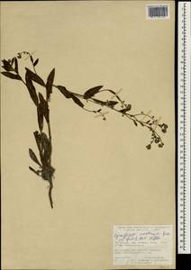 Paracynoglossum glochidiatum (Benth.) Valdés, South Asia, South Asia (Asia outside ex-Soviet states and Mongolia) (ASIA) (Turkey)