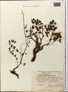 Onobrychis radiata (Desf.)M.Bieb., Caucasus, Stavropol Krai, Karachay-Cherkessia & Kabardino-Balkaria (K1b) (Russia)