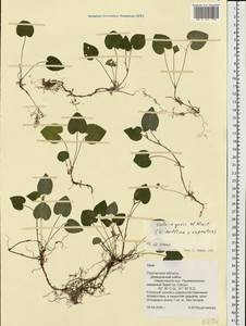 Viola ×yurii Vl. V. Nikitin, Eastern Europe, Western region (E3) (Russia)