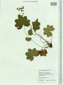 Alchemilla glyphodonta Juz., Eastern Europe, Volga-Kama region (E7) (Russia)
