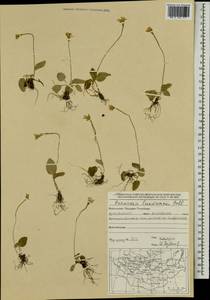 Parnassia laxmannii Pall. ex Schult., Mongolia (MONG) (Mongolia)