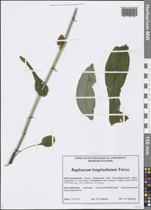 Bupleurum longeradiatum Turcz., Siberia, Russian Far East (S6) (Russia)