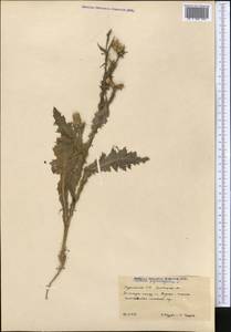 Carduus pycnocephalus L., Middle Asia, Karakum (M6) (Turkmenistan)
