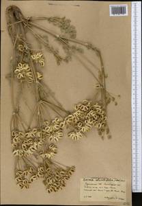 Zosima absinthifolia (Vent.) Link, Middle Asia, Kopet Dag, Badkhyz, Small & Great Balkhan (M1) (Turkmenistan)