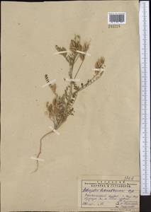 Astragalus schmalhausenii Bunge, Middle Asia, Pamir & Pamiro-Alai (M2) (Uzbekistan)