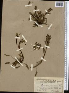 Pedicularis rhinanthoides, Middle Asia, Pamir & Pamiro-Alai (M2)
