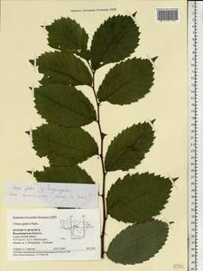 Ulmus glabra, Eastern Europe, Central region (E4) (Russia)