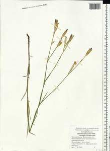 Dianthus leptopetalus Willd., Eastern Europe, Central forest-and-steppe region (E6) (Russia)