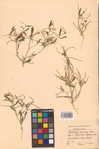 Strigosella africana (L.) Botsch., Eastern Europe, Lower Volga region (E9) (Russia)
