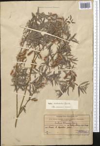 Salix capusii Franch., Middle Asia, Western Tian Shan & Karatau (M3) (Uzbekistan)