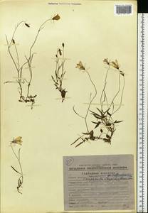 Campanula langsdorffiana (A.DC.) Fisch. ex Trautv. & C.A.Mey., Siberia, Chukotka & Kamchatka (S7) (Russia)